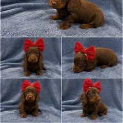 Red - Chocolate and tan female Dachshund puppy in Searcy, Arkansas from Short and Sassy Doxies