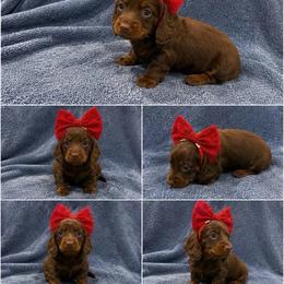 Red - Chocolate and tan female Dachshund puppy in Searcy, Arkansas from Short and Sassy Doxies