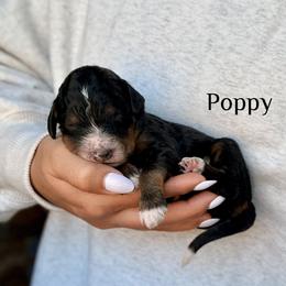 Poppy - Tri-color male Bernedoodle puppy in Pennsylvania from Bells Bernedoodles