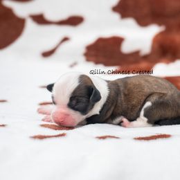 Chinese Crested Puppies from Qilin Chinese Crested