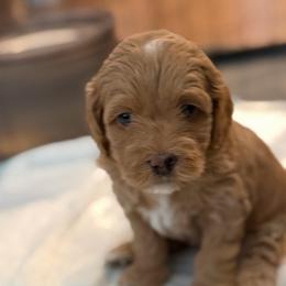 Penny - Red female Cockapoo puppy in Colorado Springs, Colorado from Garrett Doodles