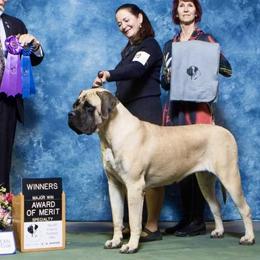Alisha - Mastiff