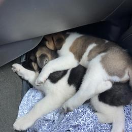 Akita Puppies from Majestic Valley Farms