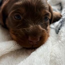 Pink Girl - Chocolate and tan female Dachshund puppy in Massies Mill, Virginia from Pigeon Hill Dachshunds