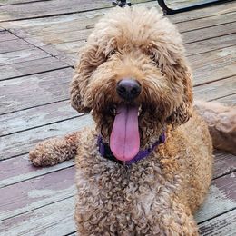 Cinnamon - Goldendoodle