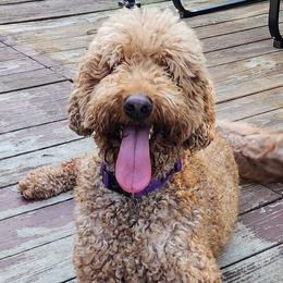 Cinnamon - Goldendoodle
