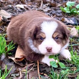 Hershey - Red tri male Toy Australian Shepherd puppy in Blacksburg, South Carolina from Blue’s Family Aussies