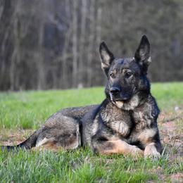 German Shepherd All Grown Up from Masky Kennel