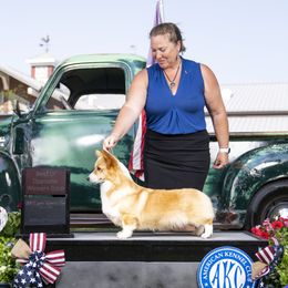 Lady - Pembroke Welsh Corgi