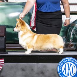 Lady - Pembroke Welsh Corgi