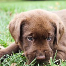 Labrador Retriever Puppies from Converse Premium Labs