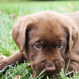 Labrador Retriever Puppies from Converse Premium Labs