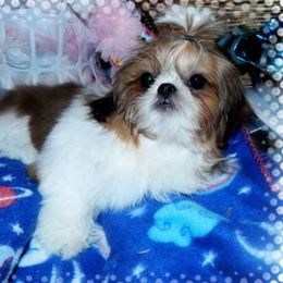 Shih Tzus from Shedd's Shih Tzus