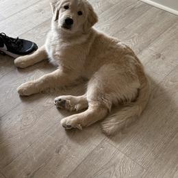 Golden Retriever Puppies from Amore Doro’ N Marshell Golden’s