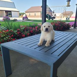 AJ - Yellow male Labrador Retriever puppy in Woodburn, Indiana from Marlene's Labrador Retrievers