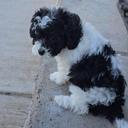 Lentil - Black and white female Cavapoo puppy in Las Cruces, New Mexico from Moongate Cavaliers