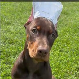 Boy 1 - Red and rust male Doberman Pinscher puppy in Centralia, Missouri from TopSpots Farm