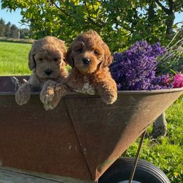Australian Labradoodle and Goldendoodle Puppies from Annie's Doodles