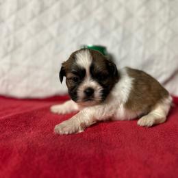 CKC Boy 2 - Black gold and white male Shih Tzu puppy in Houston, Texas from Paws n Claws