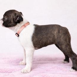 Lorelei - Brindle and white female Boston Terrier puppy in Shell Knob, Missouri from Stoneridge Kennel