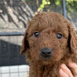 Goldendoodles from Ginger Doodles