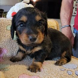 SADIE - Black and tan female Dachshund puppy in Fort Worth, Texas from Chadwick Farms Mini Dachshunds