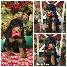 Rocky Road - Phantom male Poodle puppy in Elma, Washington from Joyful Paw Poodles