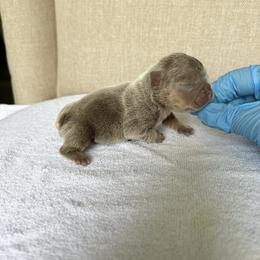 Red Girl - Black and tan female French Bulldog puppy in Dawsonville, Georgia from Baros Kennel