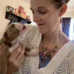 Bulldog Puppies from Snuggle Pups