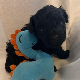 Tammy - Black female Yorkipoo puppy in Eden, Maryland from Canines  Unlimited