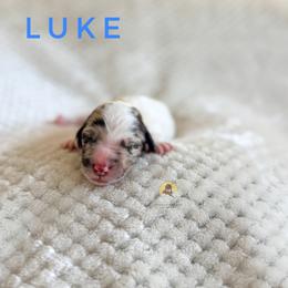 Luke - Parti male Goldendoodle puppy in Dallas County, Texas from Dream A Little Doodle