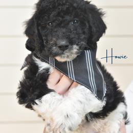 Howard Wolowitz - Parti male Goldendoodle puppy in Dayton, Ohio from Perks Court Doodles
