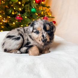 Miniature American Shepherd and Miniature Australian Shepherd Puppies from Sugartop Minis