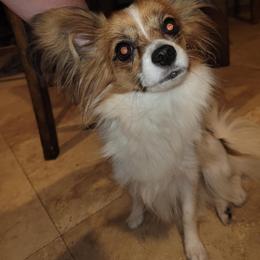 Paisley - Papillon