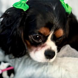 Cavalier King Charles Spaniel puppies from Cavapoo Puppy Parade