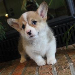 Indy - Red female Pembroke Welsh Corgi puppy in North Manchester, Indiana from Covered Bridge Corgis