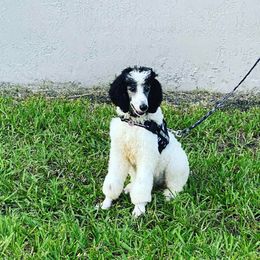 Poodle Puppies from Riley’s Standard Poodles