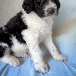 Theo - Black and white male Bernedoodle puppy in Grant City, Missouri from Timberline Paws