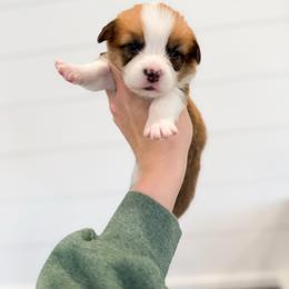 Beth - Blue - Red female Pembroke Welsh Corgi puppy in Milan, Georgia from Williams’ Welsh Corgis LLC