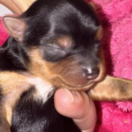 Yorkshire Terriers from The Doggy Empire