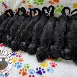 7 - Subject to Change - Black and red female German Shepherd puppy in Davie, Florida from Vom Broward Haus