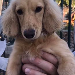 Cardigan Welsh Corgis, Dachshunds, and Shetland Sheepdogs from Rosewick Kennels
