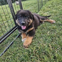 Keith - Black tri-color male Australian Shepherd puppy in Clarkston, Utah from 3am Riot Ranch