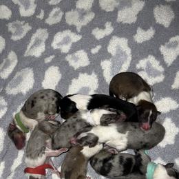 Collie Puppies from Jolly Collies
