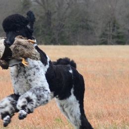 Poodles from Darkside Poodles