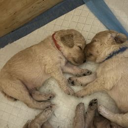 Red Boy - Goldendoodle puppy from Poodles of New Orleans