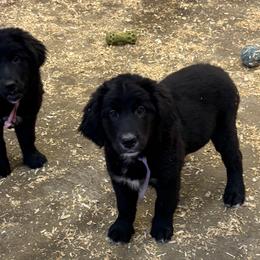 Female - female Golden Mountain Dog puppy in Tacoma, Washington from Canyon Meadows Farm