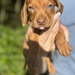 Dachshund Puppies from Branton Family Dachshunds