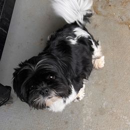 Aria - Shih Tzu
