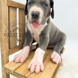 Sioux - Mantle female Great Dane puppy in Sac City, Iowa from Northern Great Danes of Colorado & Iowa